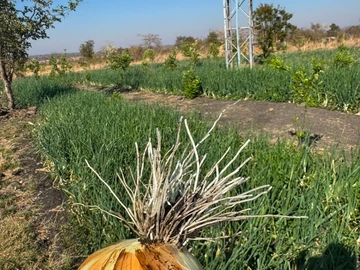 Farm & Agricultural Land