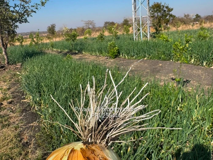 20HA FARM FOR SALE | ZVIMBA / NORTON USD 220,000 Going concern. Title deed. Surveyed.