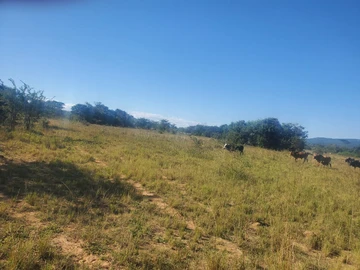 Farm & Agricultural Land