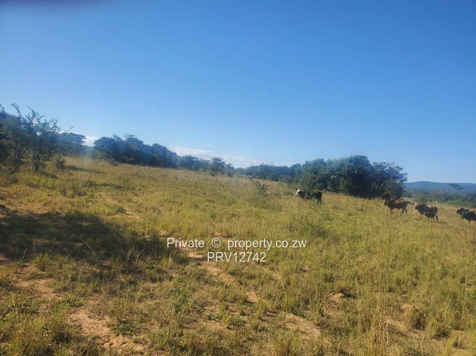 2 options available is a 5ha MARONDERA FARM PLOTS  FOR SALE and 2.Nyazura Farm 51ha size (Sole Mandate)