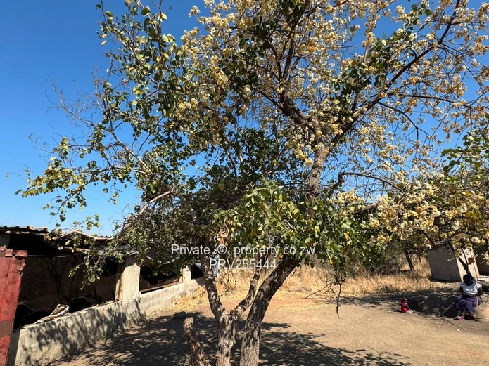 20HA FARM FOR SALE | ZVIMBA / NORTON USD 220,000 Going concern. Title deed. Surveyed.