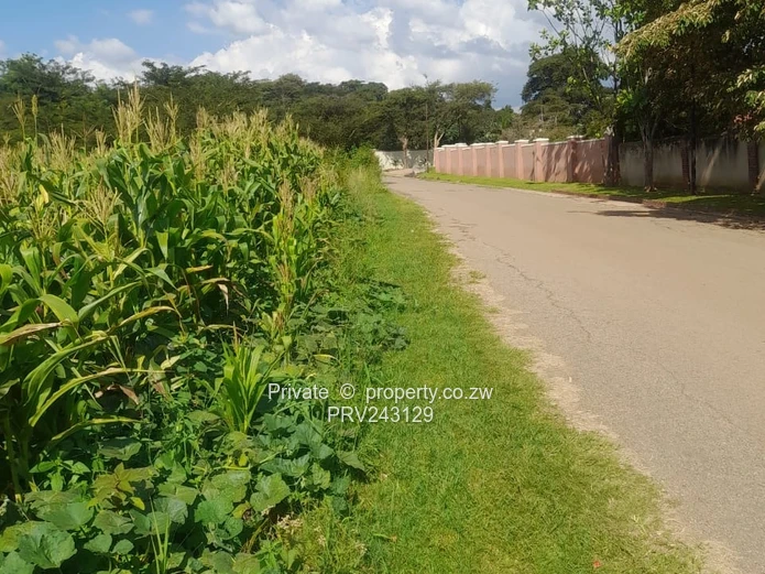 Bluffhill Stand For Sale